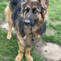 Photo of Stonehill Kennels