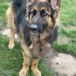 Stonehill Kennels - This is his MLP ( medial Luxating patella)