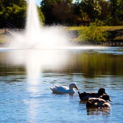 Carl Levin City Park - Beautiful ducks on a beautiful day
