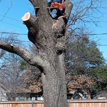 Green Tree and Landscaping - Tree Services Near Me Green Tree and Landscaping - Tree Services Near Me