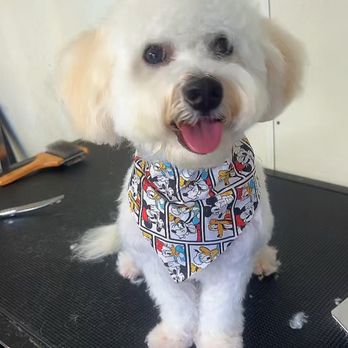 Barks N' Bubbles Mobile Grooming - Maria Elena R's dog 1 star review & slander. He looks adorable not abused by the groomer. She conveniently did not post a picture - Pet Groomers Near Me Barks N' Bubbles Mobile Grooming - Maria Elena R's dog 1 star review & slander. He looks adorable not abused by the groomer. She conveniently did not post a picture - Pet Groomers Near Me