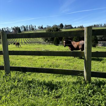 Moondance Cellars - Horses - Wineries Near Me - Sebastopol, California