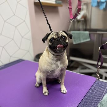 The Bark Boutique - Bunni loving her groom at Bark Boutique - Pet Groomers Near Me - Long Beach, California