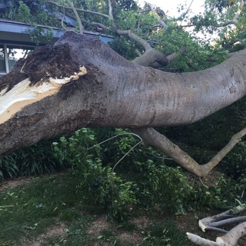 Easy Stumps Tree Services - Removed from house in one hour! - Tree Services Near Me - Folsom, California Easy Stumps Tree Services - Removed from house in one hour! - Tree Services Near Me - Folsom, California