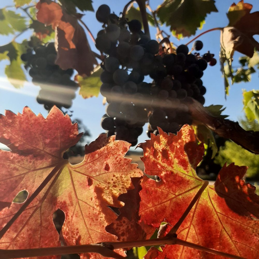 Castoro Cellars - Sunset. Grapes. - Wineries Near Me - Templeton, California Castoro Cellars - Sunset. Grapes. - Wineries Near Me - Templeton, California