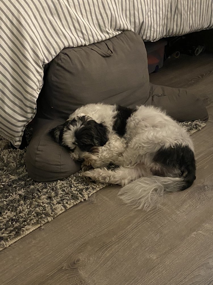 DANDY DOGS Updated September 2024 14 Photos & 33 Reviews 7398