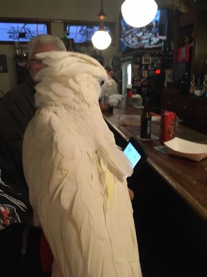 Photo of Royal Oaks Bar & Grill - Youngstown, OH, US. A beautiful therapist in the bar!