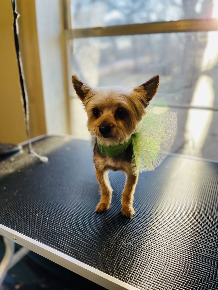 TX TRIMS Updated August 2024 Graham, Texas Pet Groomers Phone