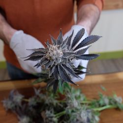 Winewood Organics