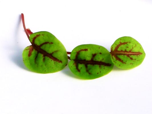 Blue Moon Acres Buckingham, PA by null