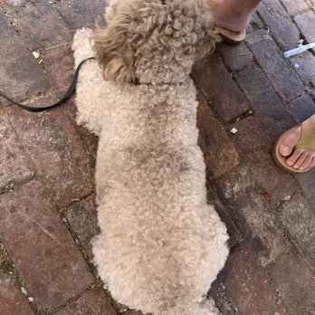 Berkeley Social Club - dog friendly :) - Breakfast & Brunch Near Me - Berkeley, California