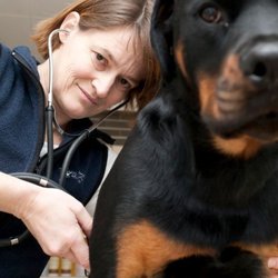 Dr. med. vet. Astrid Mayr