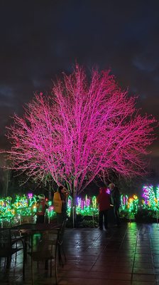 Garden d’Lights by null