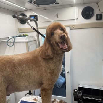 Abby's Mobile Grooming - Pet Groomers Near Me - Bensenville, Illinois