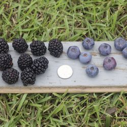 Blackberries and blueberries compared to a US quarter