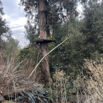 Parque Natural Aguas de Ramon - Huge agave plant - Hiking Near Me - Santiago, RM