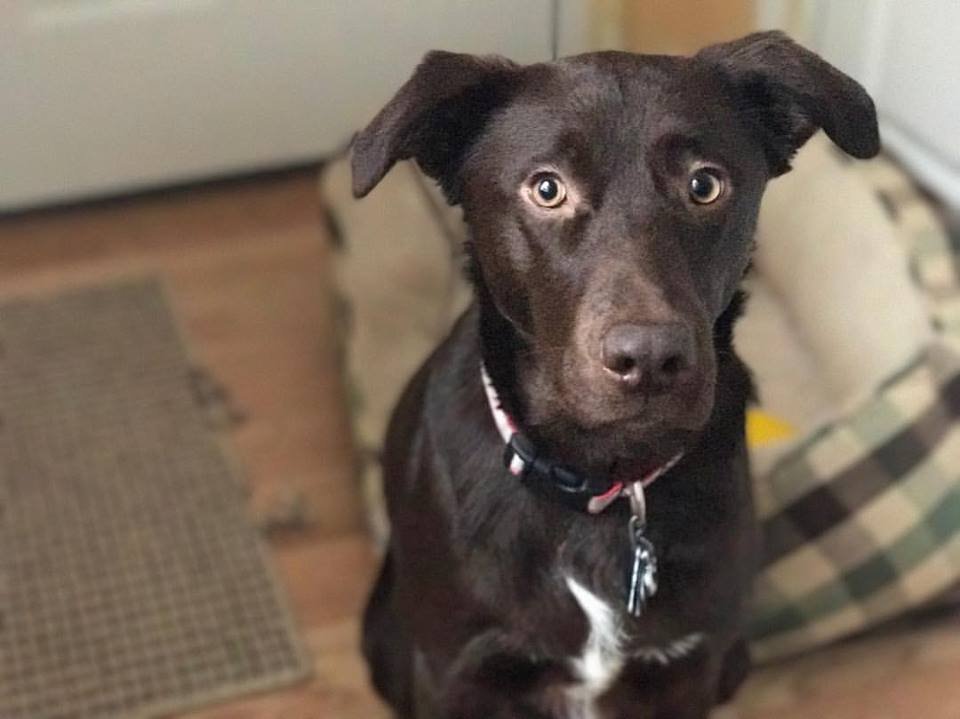 Southern Maine Pet Services - pet boarding facility in Kennebunk, ME