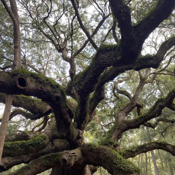 Angel Oak - Parks Near Me - Johns Island, South Carolina