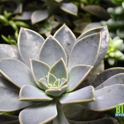 Big Grow Hydroponics