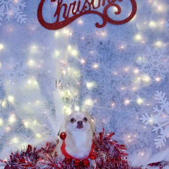 PUPS Pet Club - Chihuahua, holiday, dog groomed - Pet Groomers Near Me - Chicago, Illinois PUPS Pet Club - Chihuahua, holiday, dog groomed - Pet Groomers Near Me - Chicago, Illinois