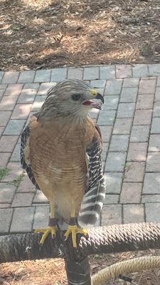 Audubon Center for Birds of Prey by null