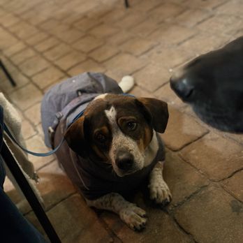 Mellow Mushroom Williamsburg - Our pup loved the patio. - Bars Near Me - Williamsburg, Virginia