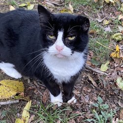 Ridgeview Veterinary Clinic - Momma Kitty
