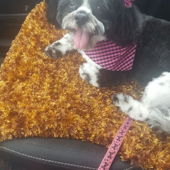 Five Star Dog Salon - Pet Groomers Near Me - Woburn, Massachusetts