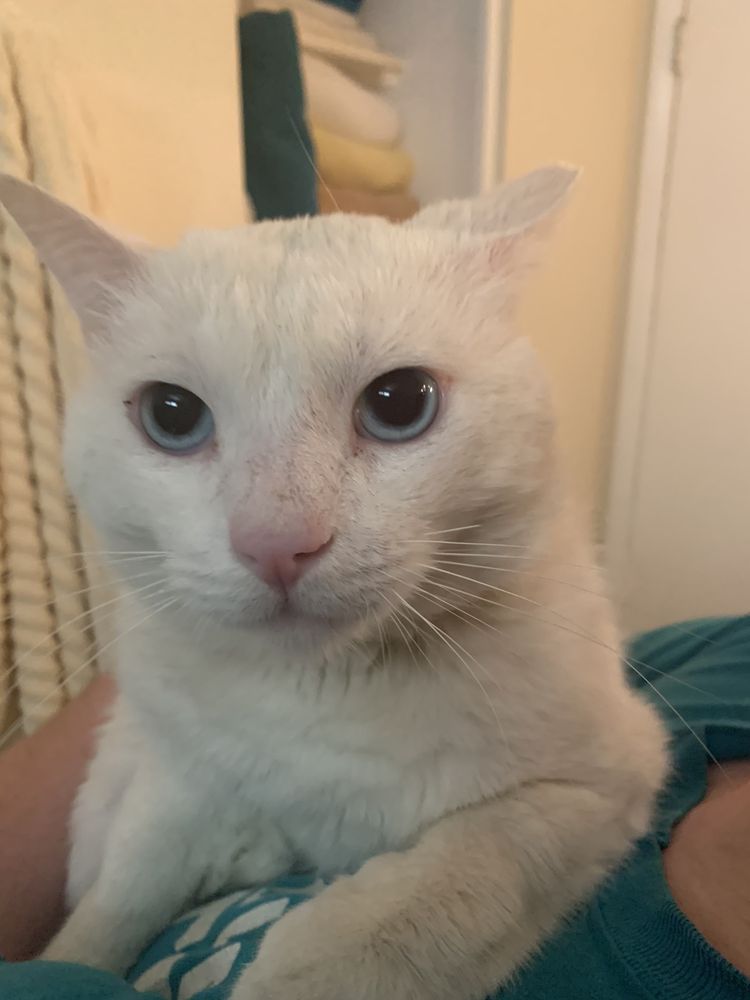 WOOFS, WIGGLES N WAGS ALL BREED RESCUE Updated July 2024 21 Photos