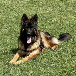 Ballyhoo Family Campground - Bear