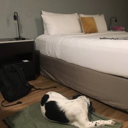 Big bed sleeping dog - A black and white dog is lying on a green blanket on the wooden floor of a hotel room. The bed has white bedding and pillows, with a small brown pillow. There are two bedside tables with lamps, and a black backpack is on the floor near the bed. The room has a gray wall background.
