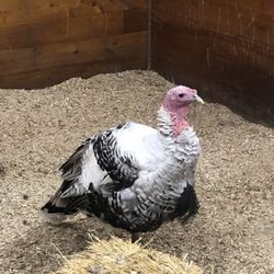 Mountsberg - A turkey