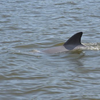 A PAIR A DICE CHARTERS - we love dolphins - Boat Charters Near Me - Elberta, Alabama A PAIR A DICE CHARTERS - we love dolphins - Boat Charters Near Me - Elberta, Alabama