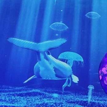 Jellyfish Museum - Projection area - Museums Near Me - Pompano Beach, Florida Jellyfish Museum - Projection area - Museums Near Me - Pompano Beach, Florida