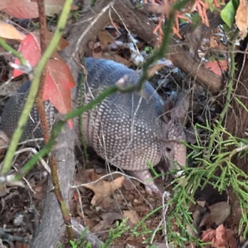 Eagle Mountain Park - Armadillos! - Hiking Near Me - Fort Worth, Texas