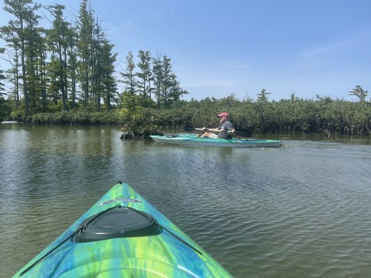 Cache River State Natural Area by null