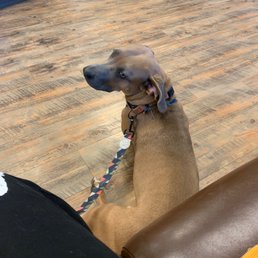 Jasper at the vet Jasper at the vet