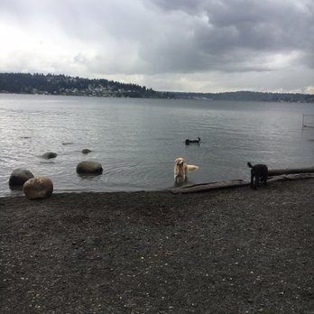 Magnuson Park Off-Leash Area - Pups playing - Dog Parks Near Me - Seattle, Washington