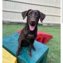 Photo of Southern Pines Pet Lodge