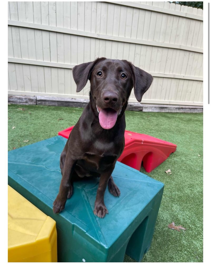 Southern Pines Pet Lodge - pet boarding facility in Columbia, SC