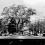 Photo of Danville Oak Tree