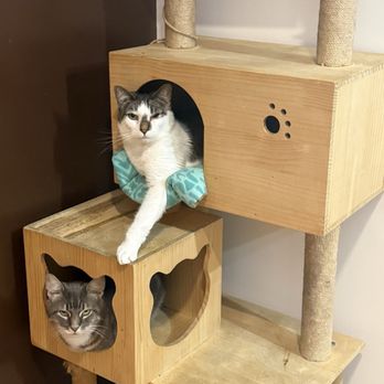 Mew Haven Cat Cafe - Pet Adoption Near Me - New Haven, Connecticut