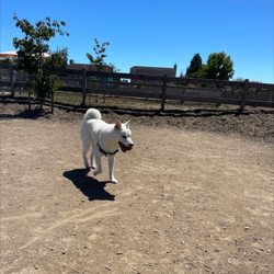 Chanticleer Dog Park - Shibainu with ball