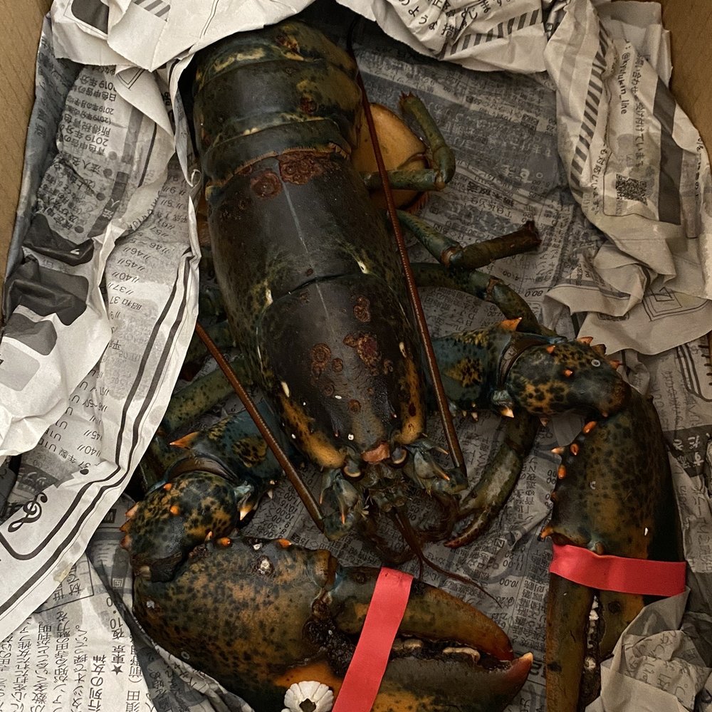 Ocean Group - Las Vegas - Live lobster - Seafood Markets Near Me - Las Vegas, Nevada Ocean Group - Las Vegas - Live lobster - Seafood Markets Near Me - Las Vegas, Nevada