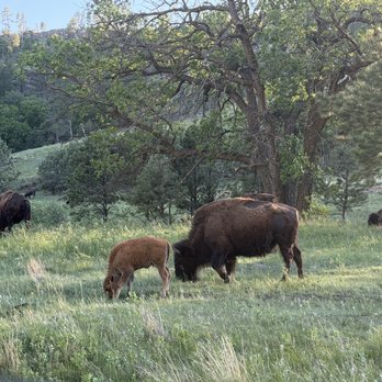 Custer State Park - Buffalo - Parks Near Me - Custer, South Dakota