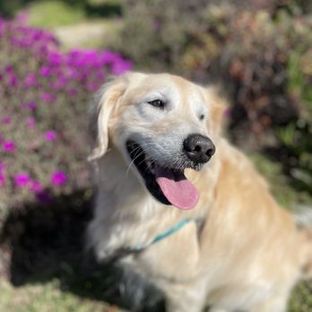 Dogs On The Run - Pet Sitting Near Me Dogs On The Run - Pet Sitting Near Me