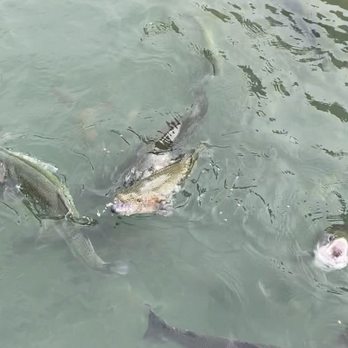 Cures'n Curiosities - Feeding the fish, ducks and geese right in front of the store in the lake - Gift Shops Near Me - Keystone, Colorado