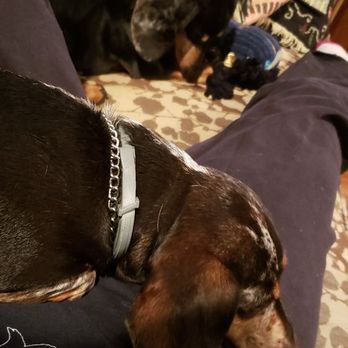 Cuddle N Snuggle Pet Care - Pet Sitting Near Me