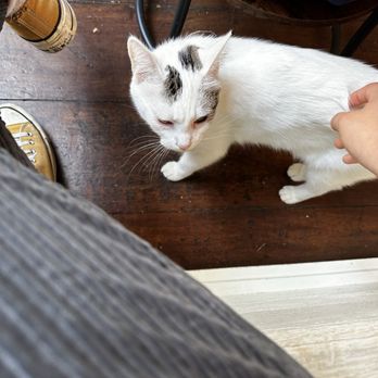 Brooklyn Cat Cafe - Pet Adoption Near Me - Brooklyn, New York Brooklyn Cat Cafe - Pet Adoption Near Me - Brooklyn, New York
