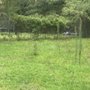 Jerrell Exterior Cleaning And Lawn Service